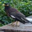 Common Myna